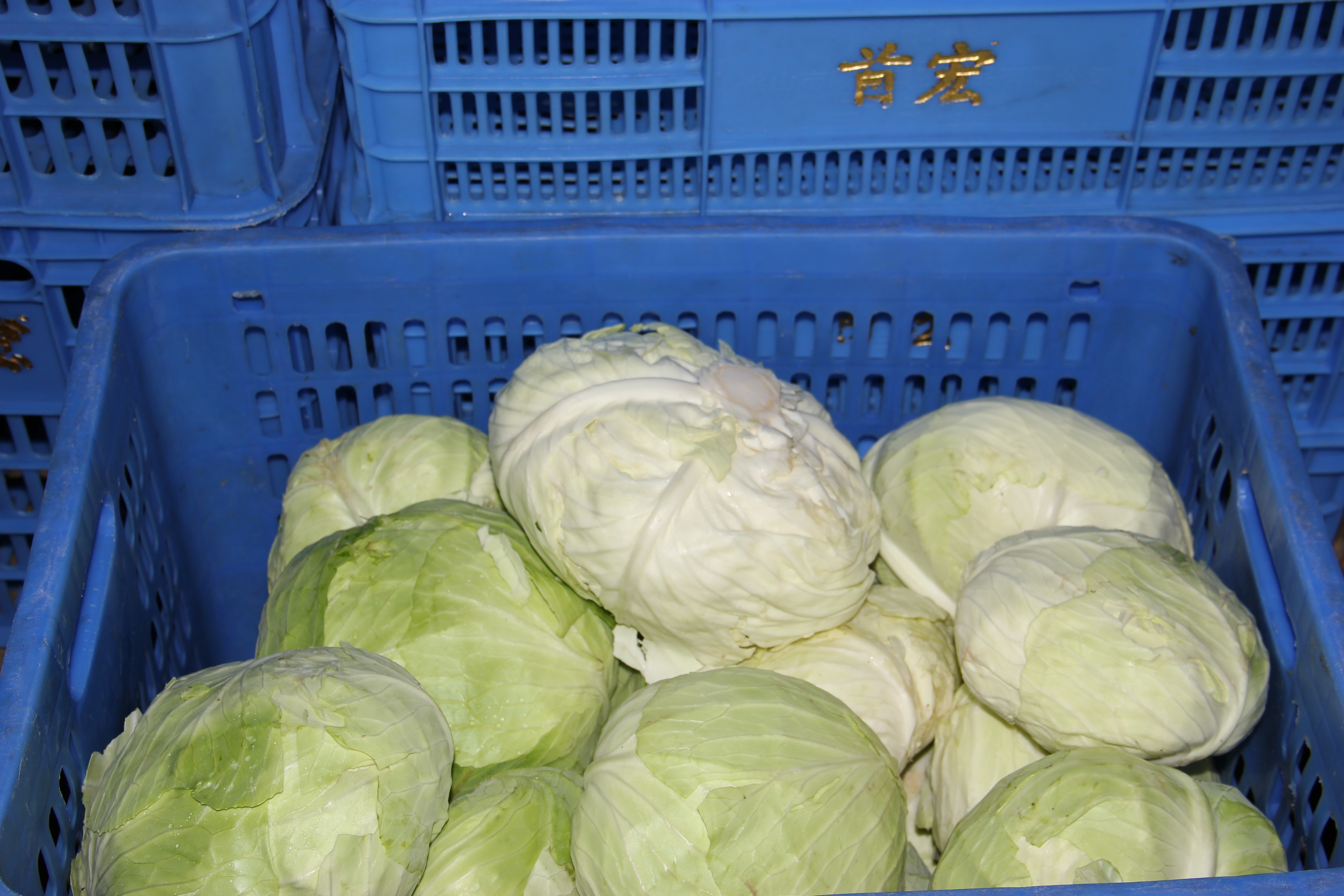 随时随地领取新鲜蔬菜东莞市蔬菜配送服务有何亮点，新鲜蔬菜为您解燃眉之急