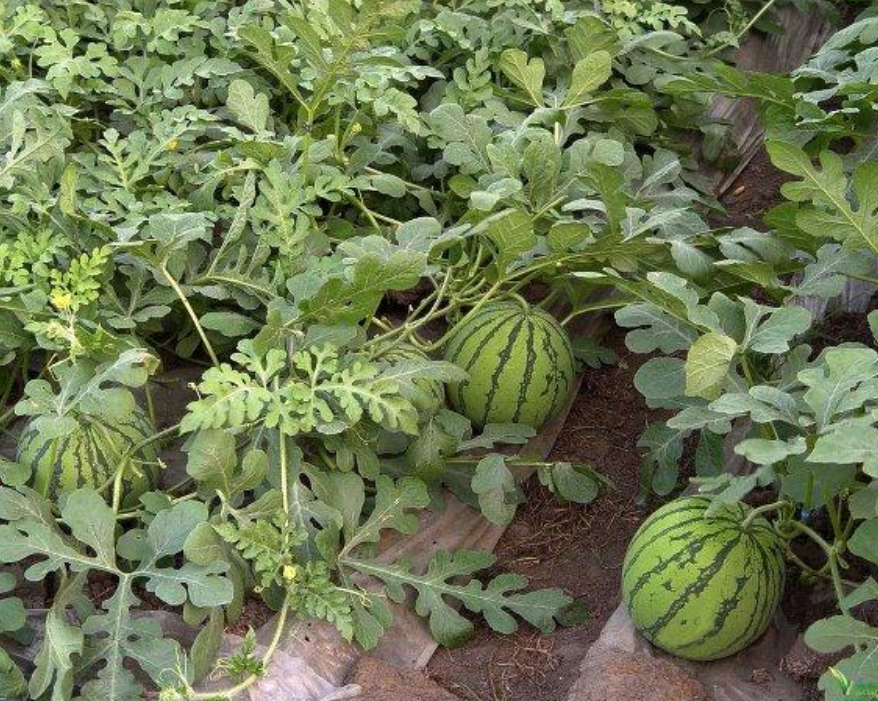 西瓜应该如何挑选?瓜贩教你几个挑瓜小妙招,一看一个准