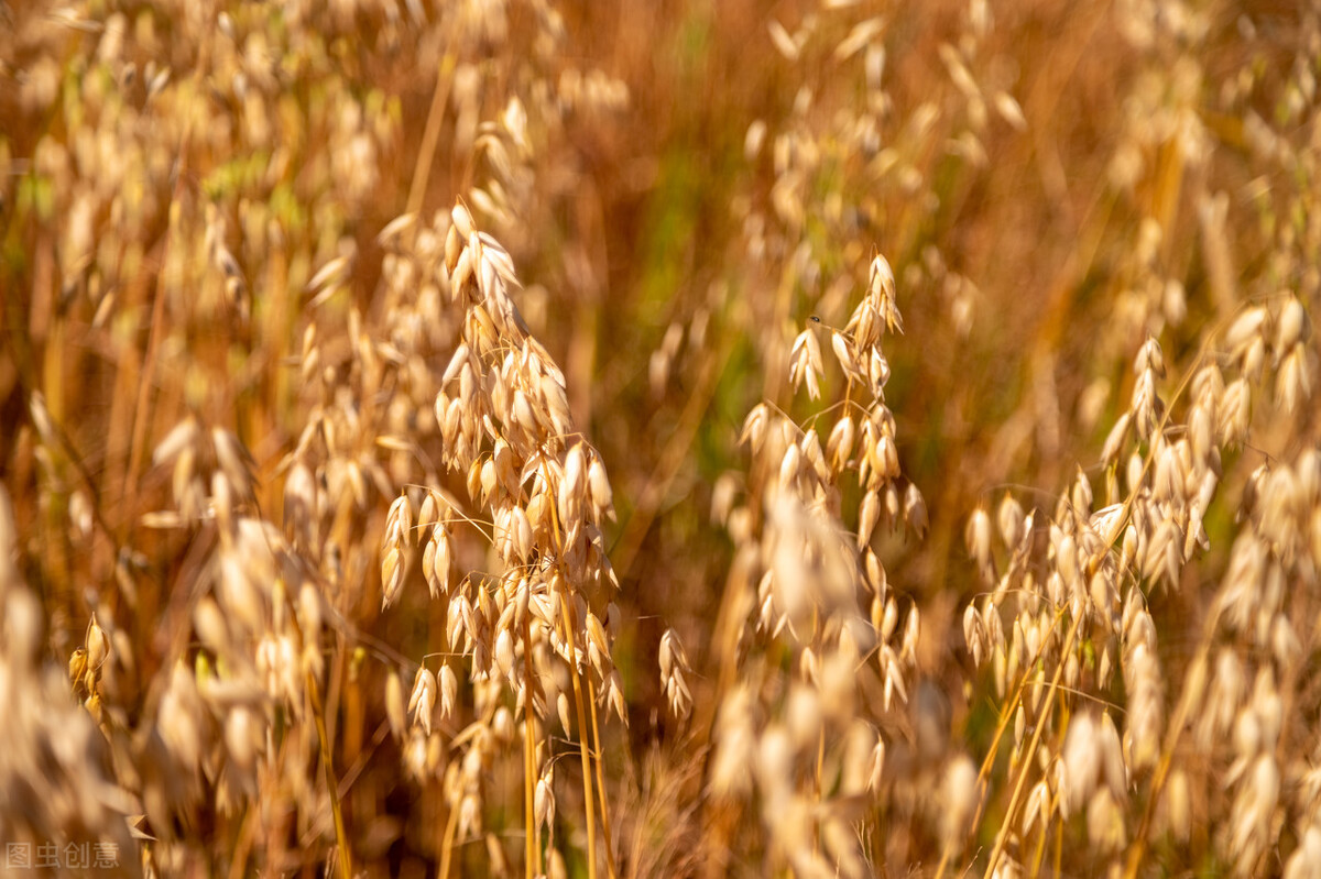 五种杂粮正餐可降血糖,告别每天血糖高的迷惑